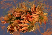 Пазл Осенние листья