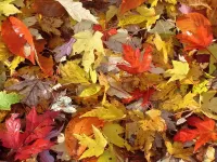 Quebra-cabeça Autumn leaves