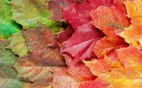 Zagadka Autumn leaves