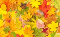 Puzzle Autumn leaves