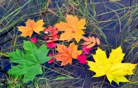 Пазл Осенние листья