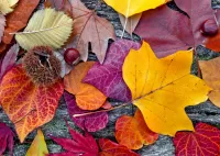 Пазл Осенние листья 
