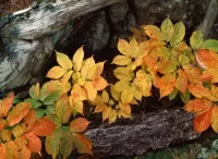 Пазл Осенние листья 