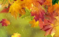 Rätsel Autumn rain