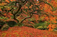 Puzzle autumn maple