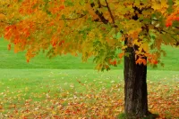 Quebra-cabeça Autumn maple