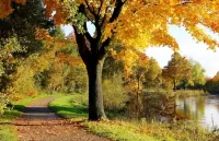 Quebra-cabeça autumn maple