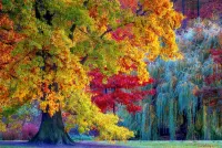 パズル autumn maple