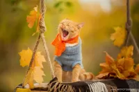 Quebra-cabeça Autumn cat