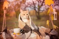 Rompecabezas Autumn cat