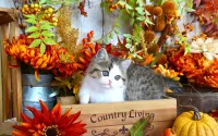 Quebra-cabeça Autumn kitten