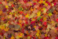 Puzzle Autumn carpet