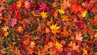 Puzzle Autumn carpet