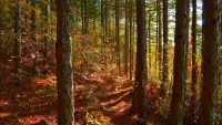 Bulmaca Autumn forest