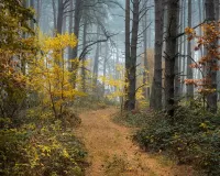 Пазл Осенний лес