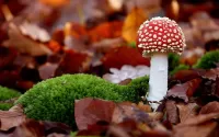 Quebra-cabeça Autumn mushroom