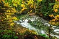 Quebra-cabeça autumn stream