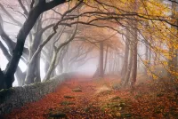 Jigsaw Puzzle autumn mist