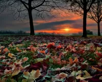 Quebra-cabeça Autumn sunset