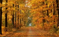 Jigsaw Puzzle autumn alley