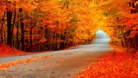 Rompecabezas Autumn road