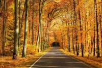 パズル Autumn road