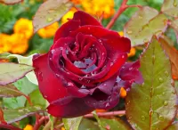 Zagadka autumn rose