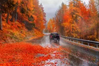 Bulmaca Autumn track