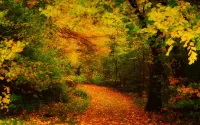 Слагалица Autumn path