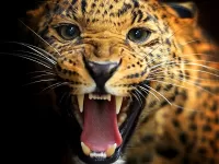 Quebra-cabeça Grin of leopard