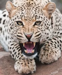 Rompecabezas Leopard grin