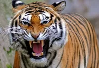 Quebra-cabeça Tiger grin