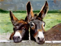 Zagadka Donkeys