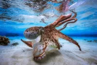 Rompecabezas Octopus