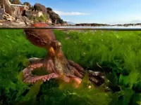 Quebra-cabeça octopus