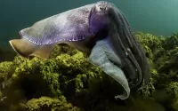 Quebra-cabeça Cuttlefish
