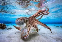Jigsaw Puzzle Octopus
