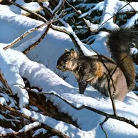 Rompecabezas Cautious squirrel