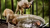 Zagadka Caution monkeys