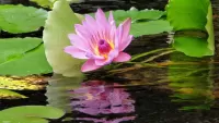 Jigsaw Puzzle Reflection Lotus