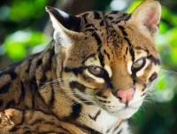 Quebra-cabeça Ocelot 