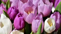 パズル Shades of pink in tulips