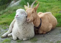 Rätsel Sheep and goat