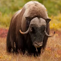 Puzzle Musk ox