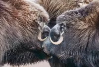 Puzzle The musk oxen