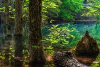 Jigsaw Puzzle Lake of the woods