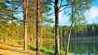 パズル Lake in the forest