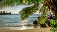 Quebra-cabeça Palm and beach