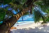 Zagadka Palm tree over the beach