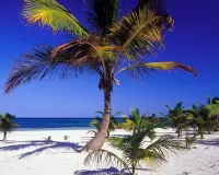 Bulmaca Palm trees on the beach